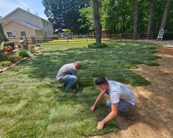 Freshly installed sod lawn